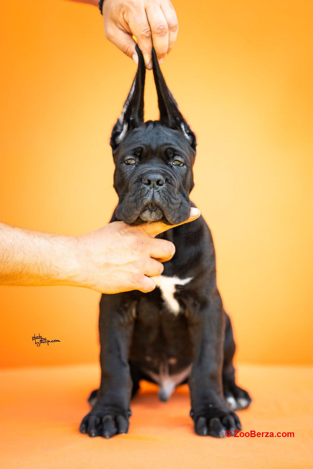 Cane Corso prelepi štenci