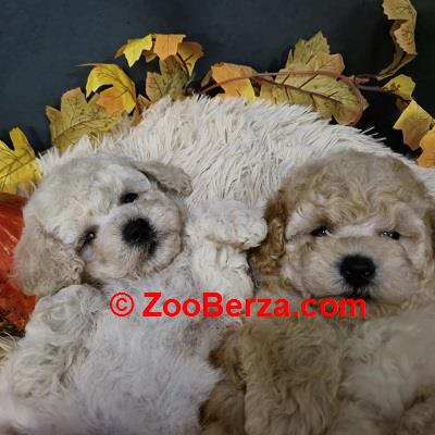 Maltipoo štenci, prelepe bebe 