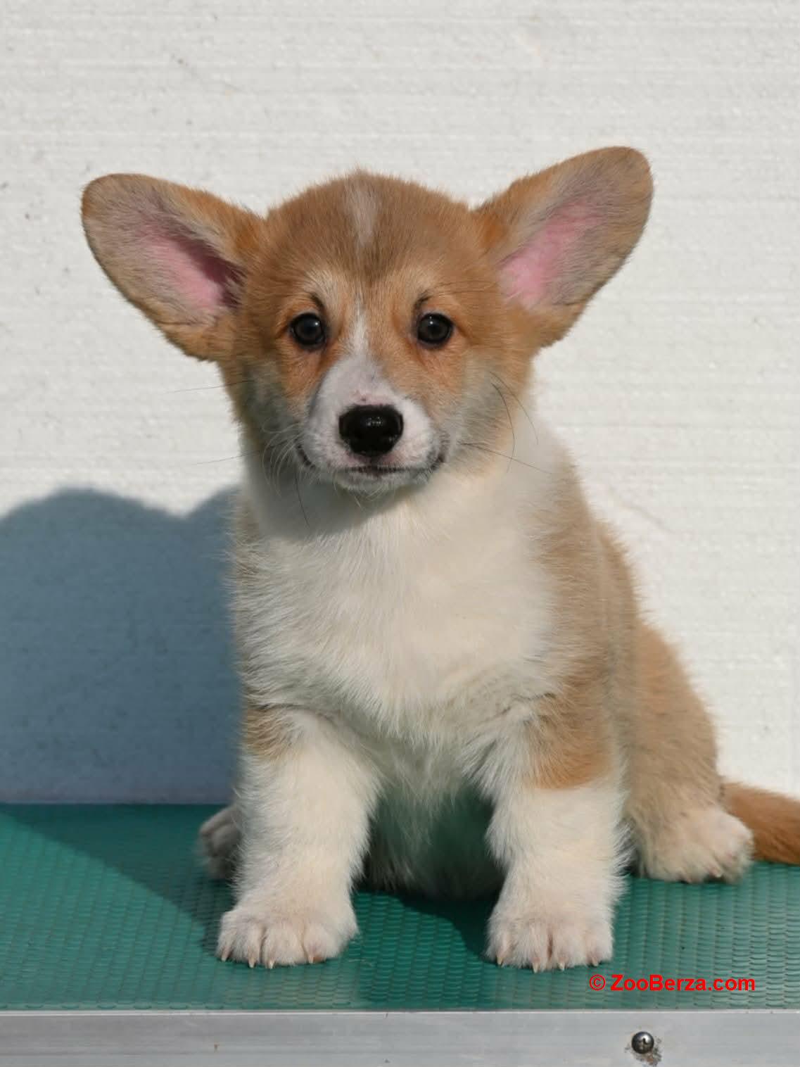 Velski korgi/Welsh Corgi Pembroke štenci
