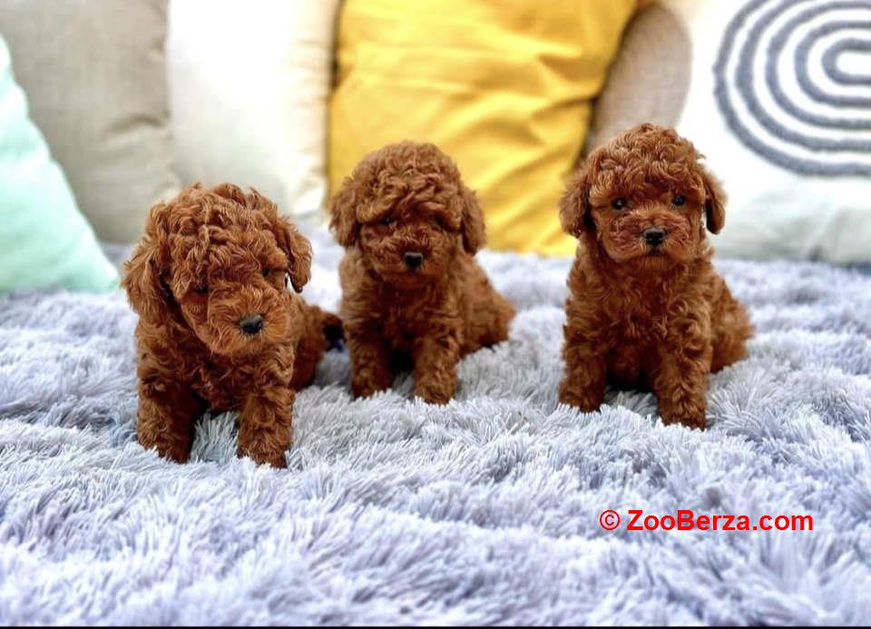 Najmanje pudle, od najlepsih roditelja u Evropi  