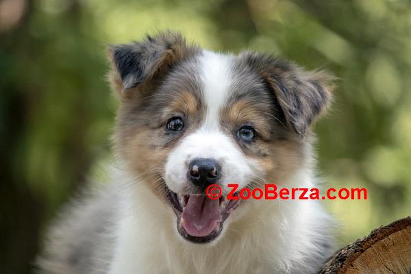 Border koli - Border collie, štenad 