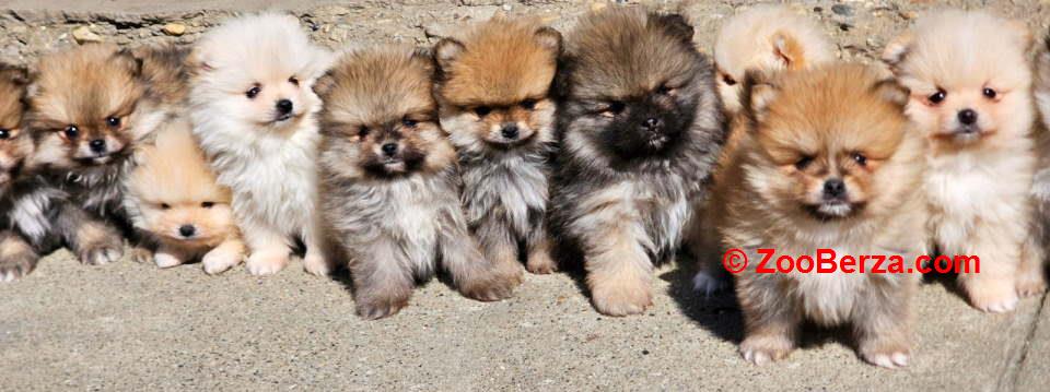 Najlepsi Pomeranci Boo samo u Pom_Hash_Starsu 