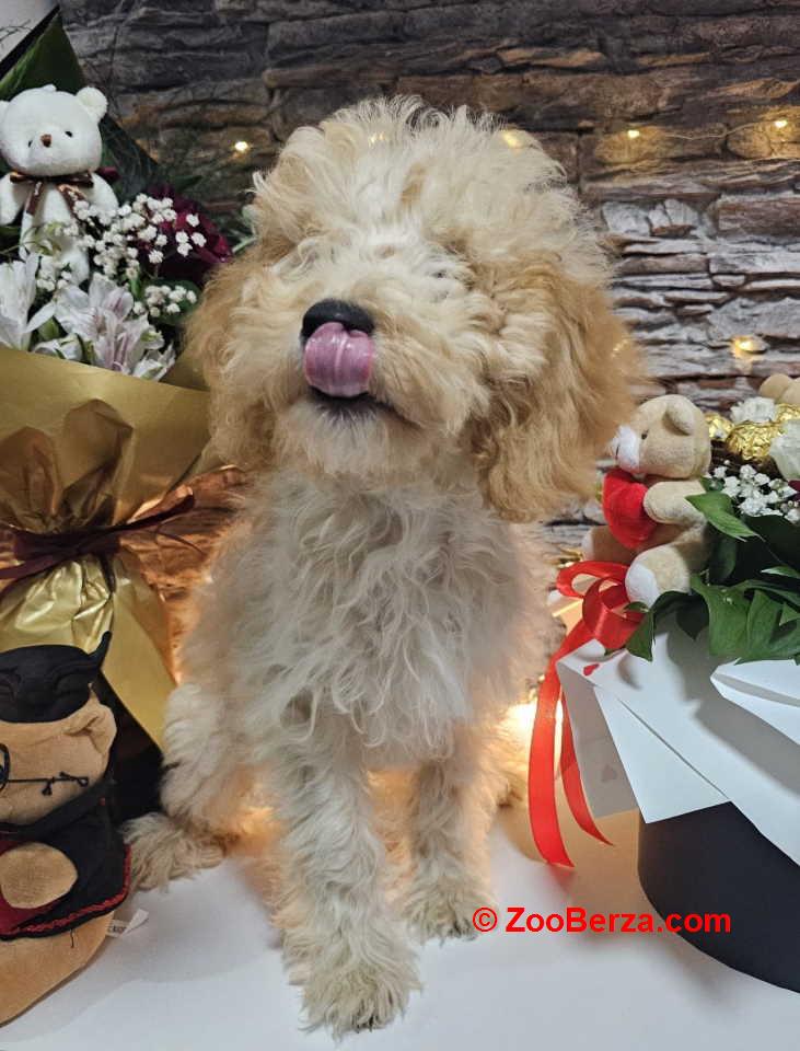 Dve vesele mini pudle apricot  - dečak I devojčica 