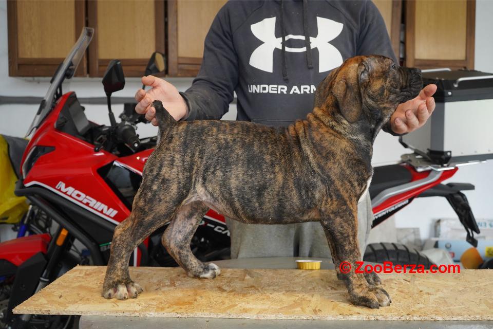 Južnoafrički mastif - Boerboel štenci