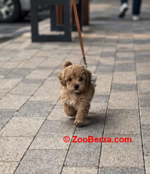 Maltipoo vrhunske genetike