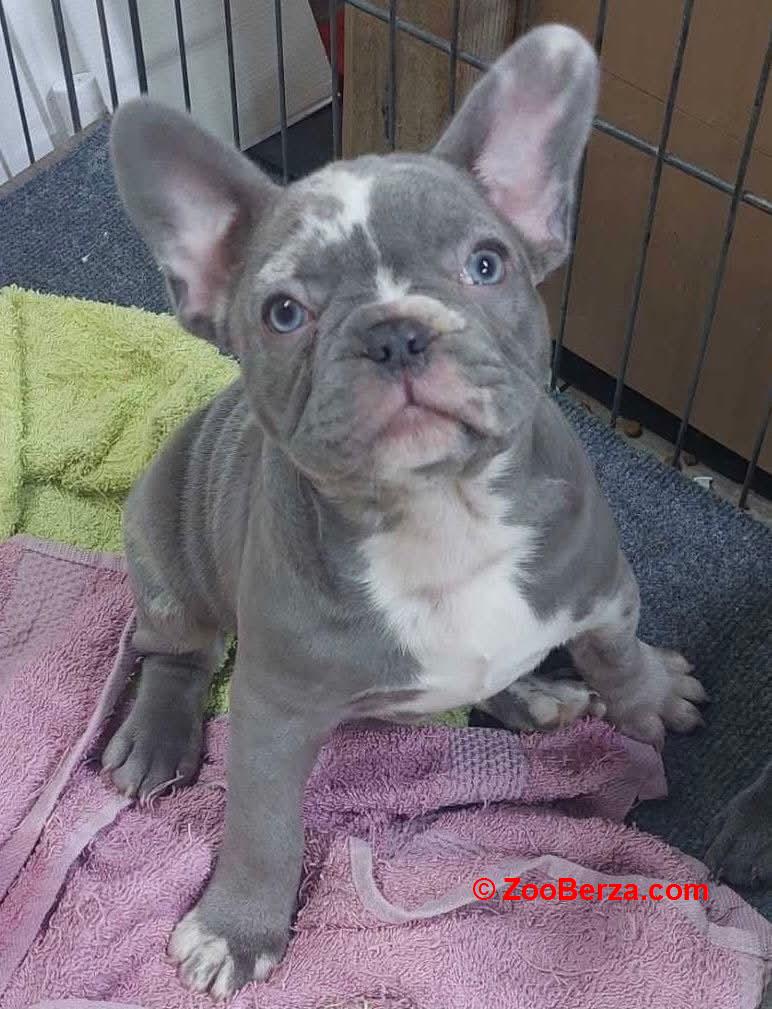 Sivi plavi francuski buldog