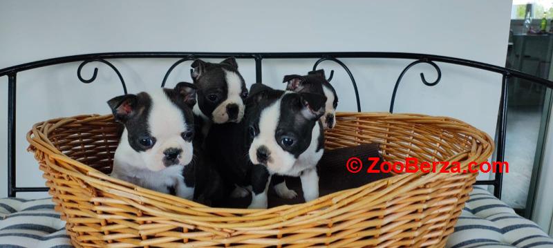 Boston terrier stenci
