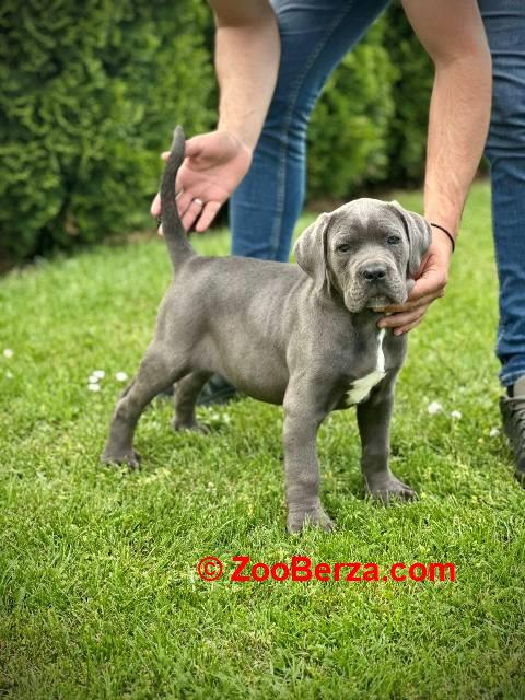 Cane Corso plavi mužjak TOP QUALITY