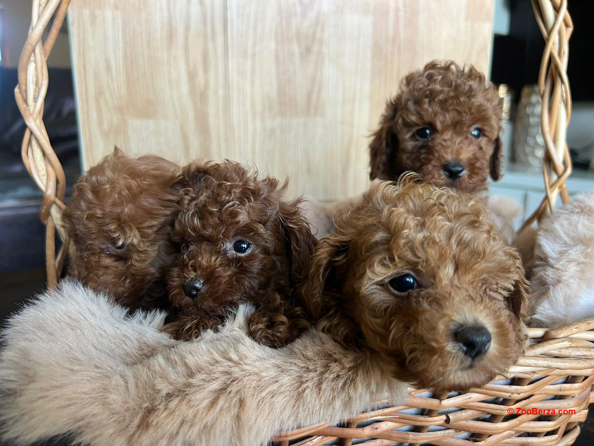 Toy Pudla prelepi štenci