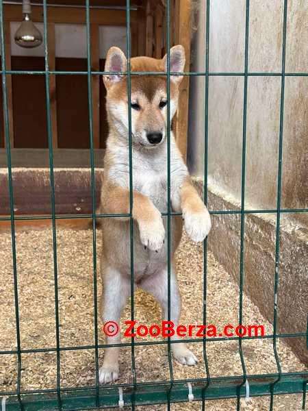 Shiba inu štenci od vrhunskih roditelja 