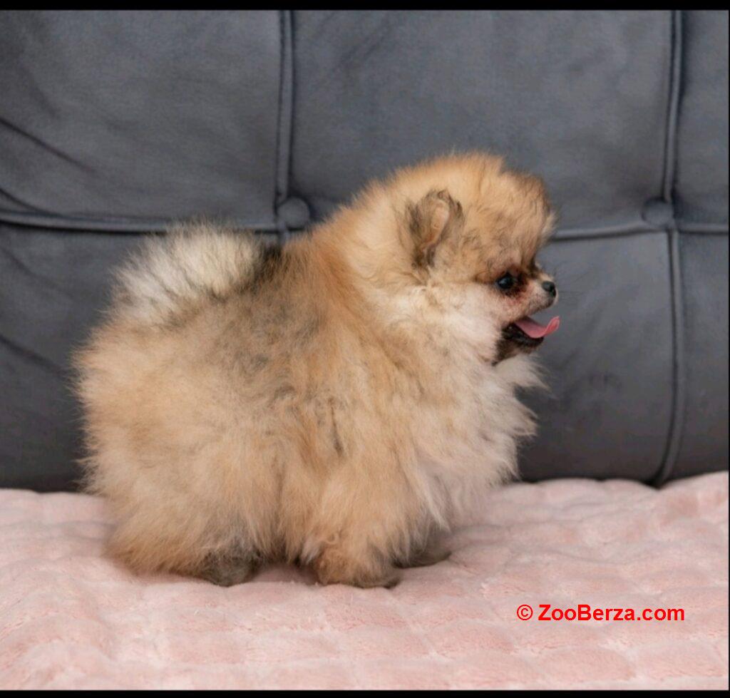 Pomeranac PRELEPI štenci