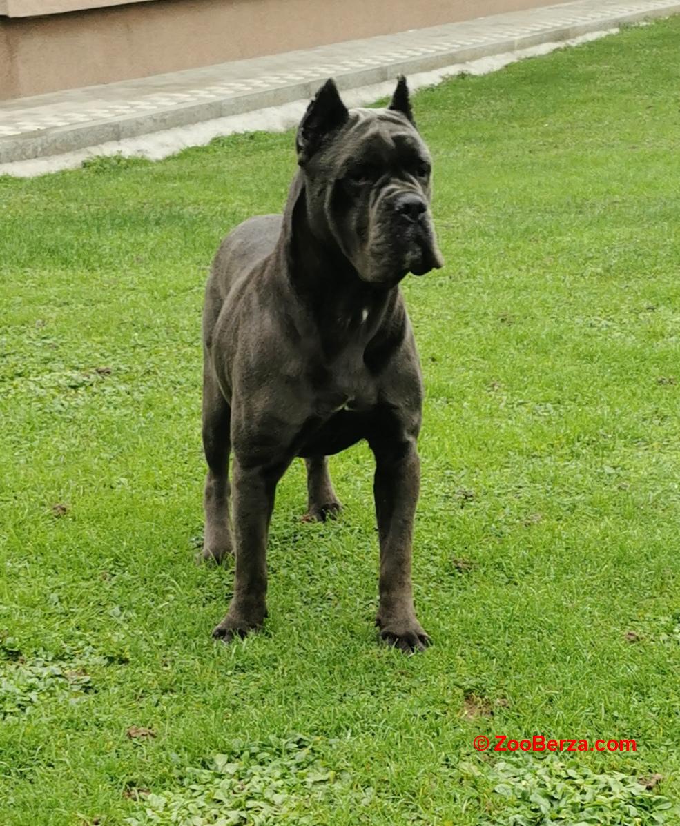 Cane Corso Kane Korso rezervacije