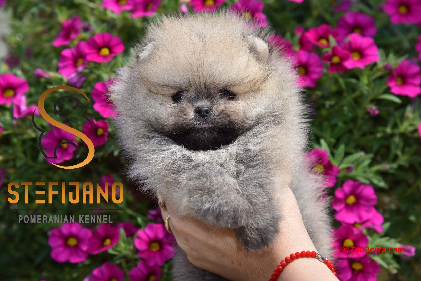 Pomeranac Boo štenci