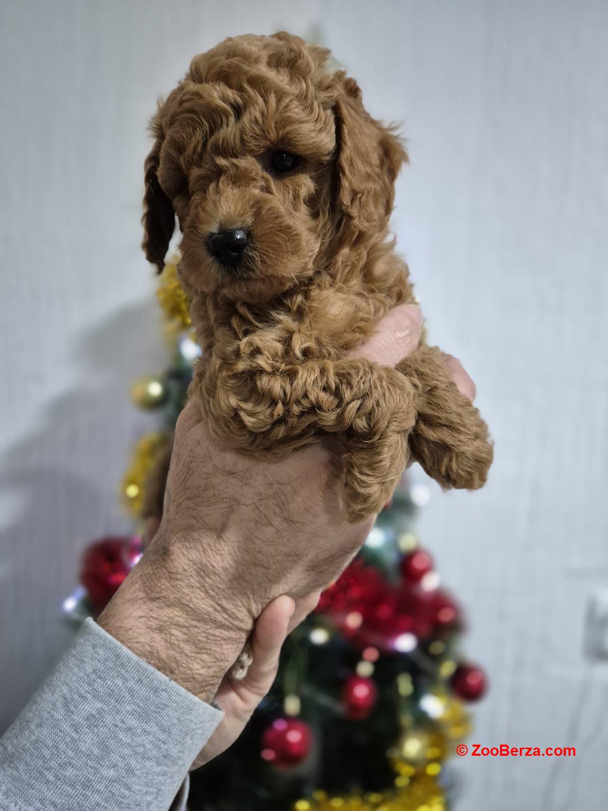 Crvene pudle štenci