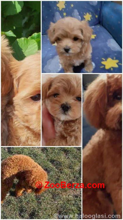 Mini Maltipoo štenci