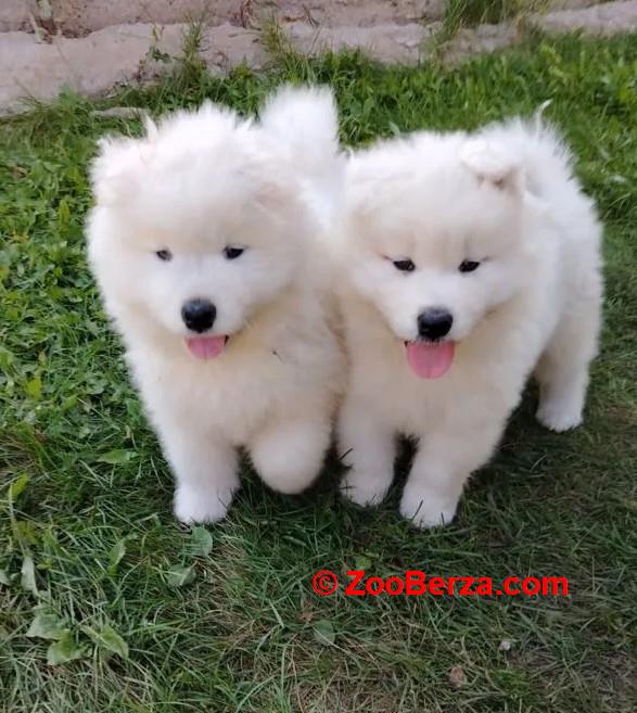 Samojed i Sibirski Haski štenci