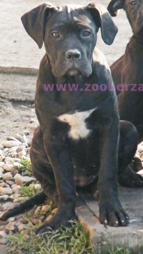 Cane Corso zenka - odgajivacnica Corso Imperium