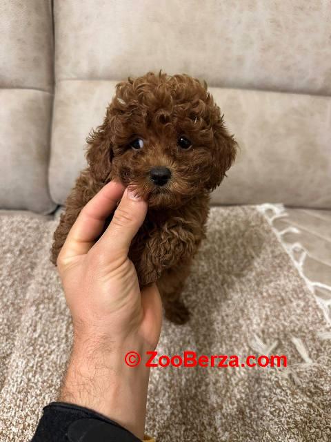 Toy pudle vrhunskog porekla