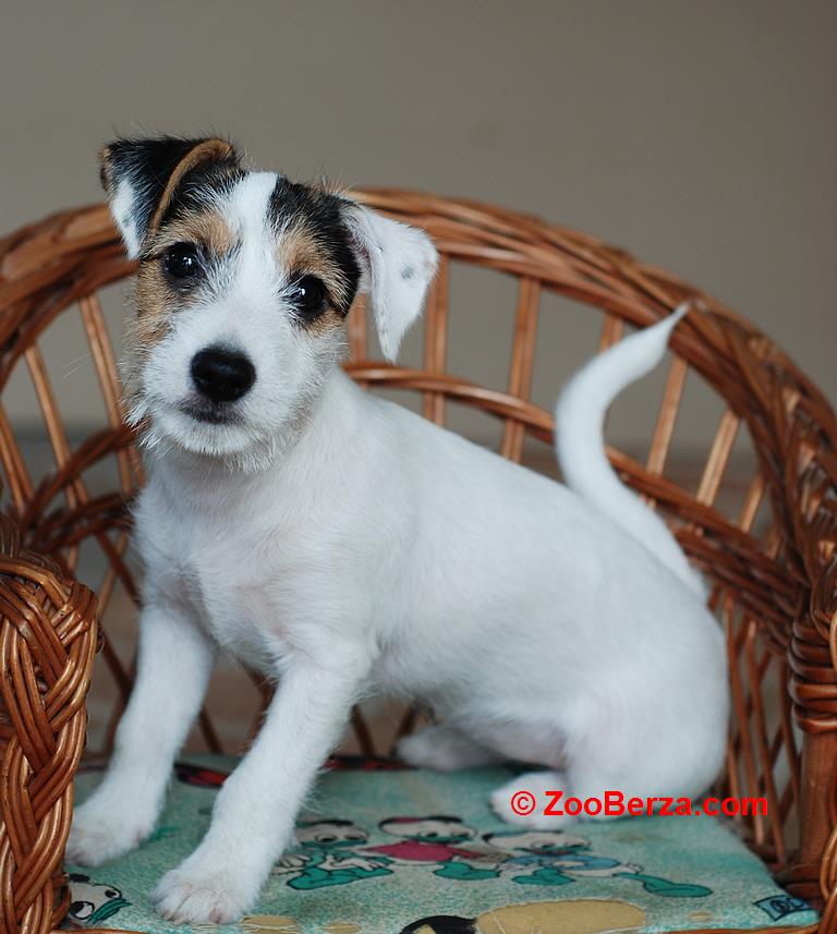 Stenci Jack Russell