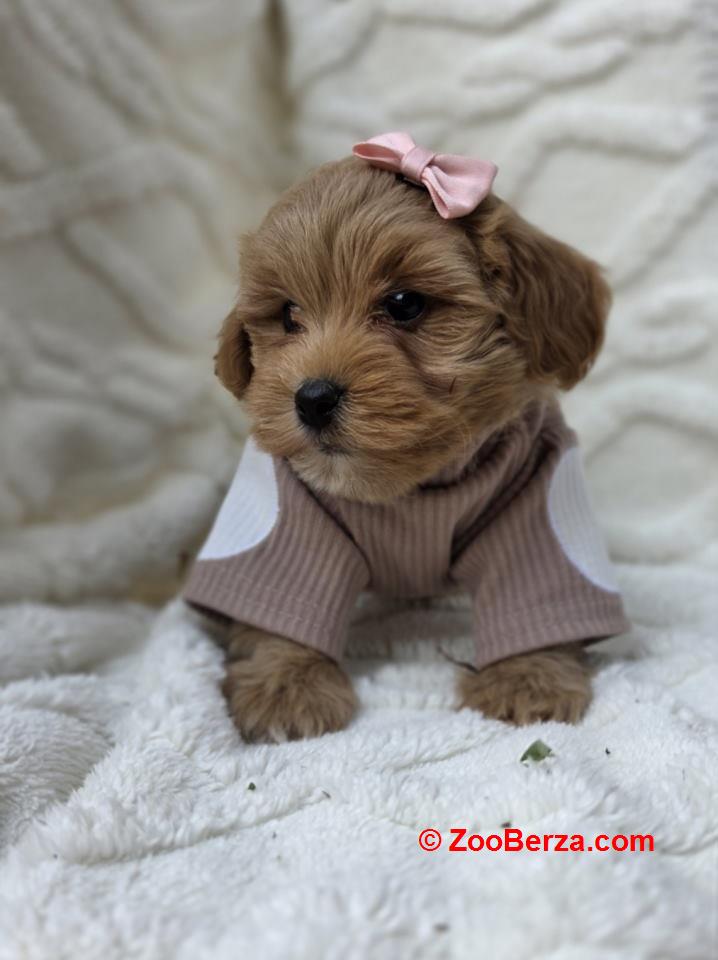 Maltipoo bebe 