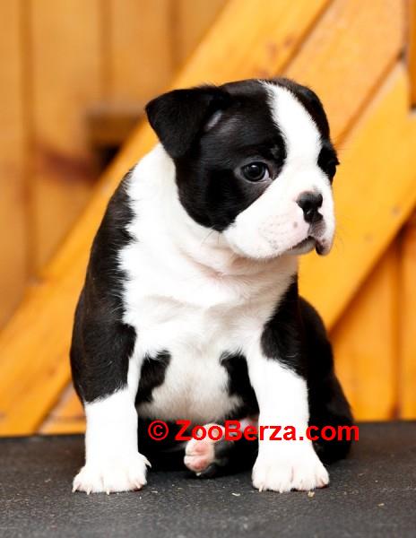 Boston terrier stenad