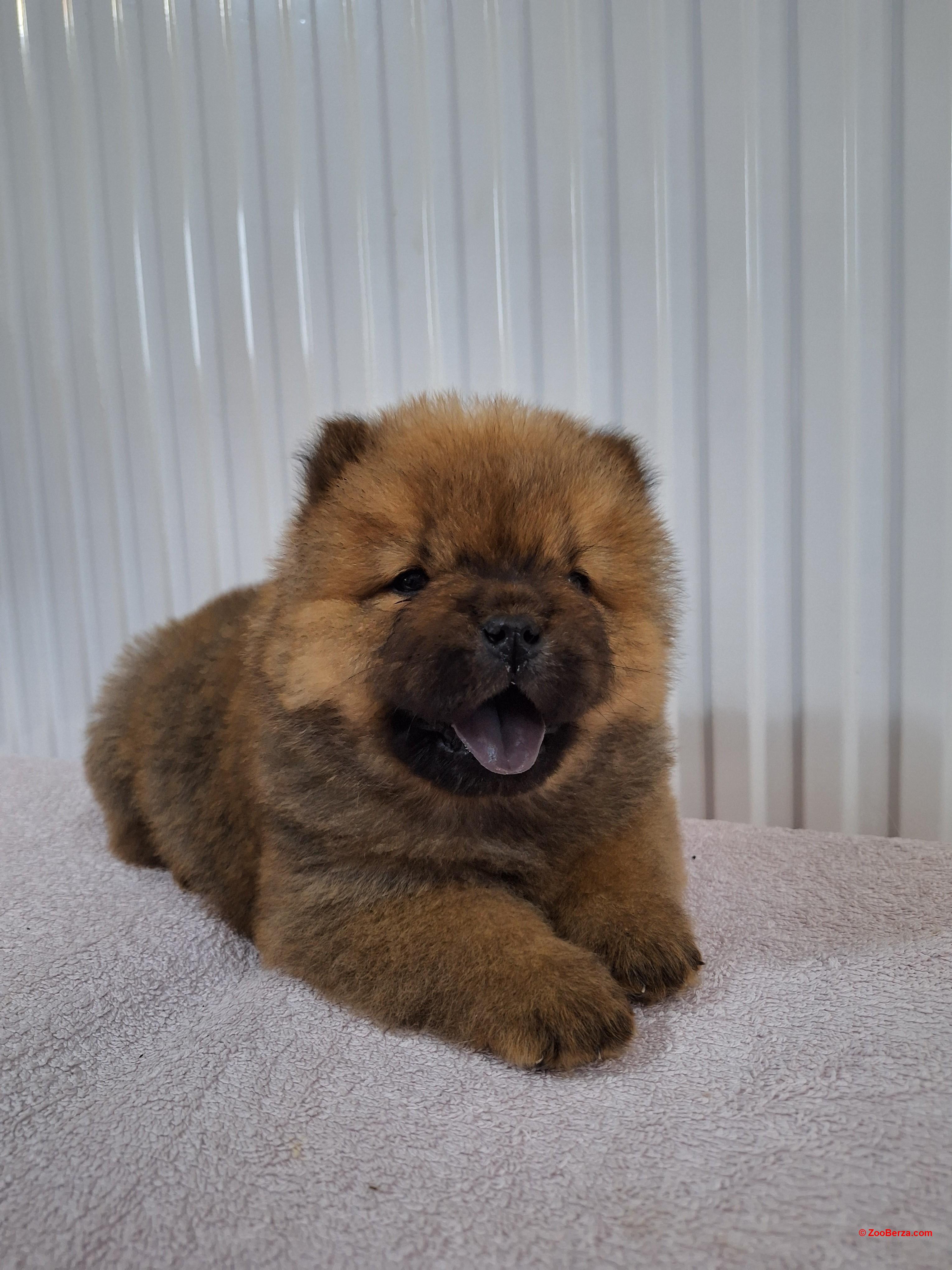 Chow chow,cau cau stenci