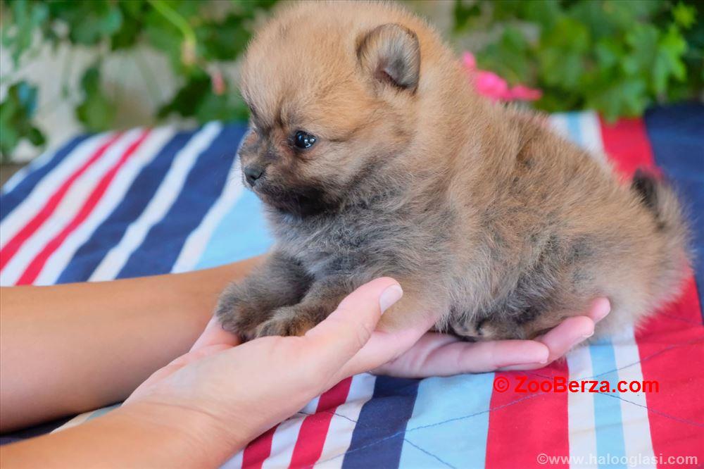 Pomeranski špic, štene -dostava 