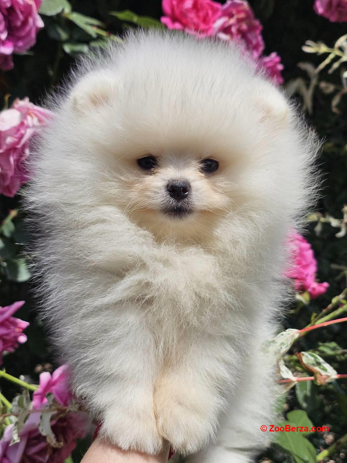 Pomeranac BOO medvedići, Pomeranski Špic štenci
