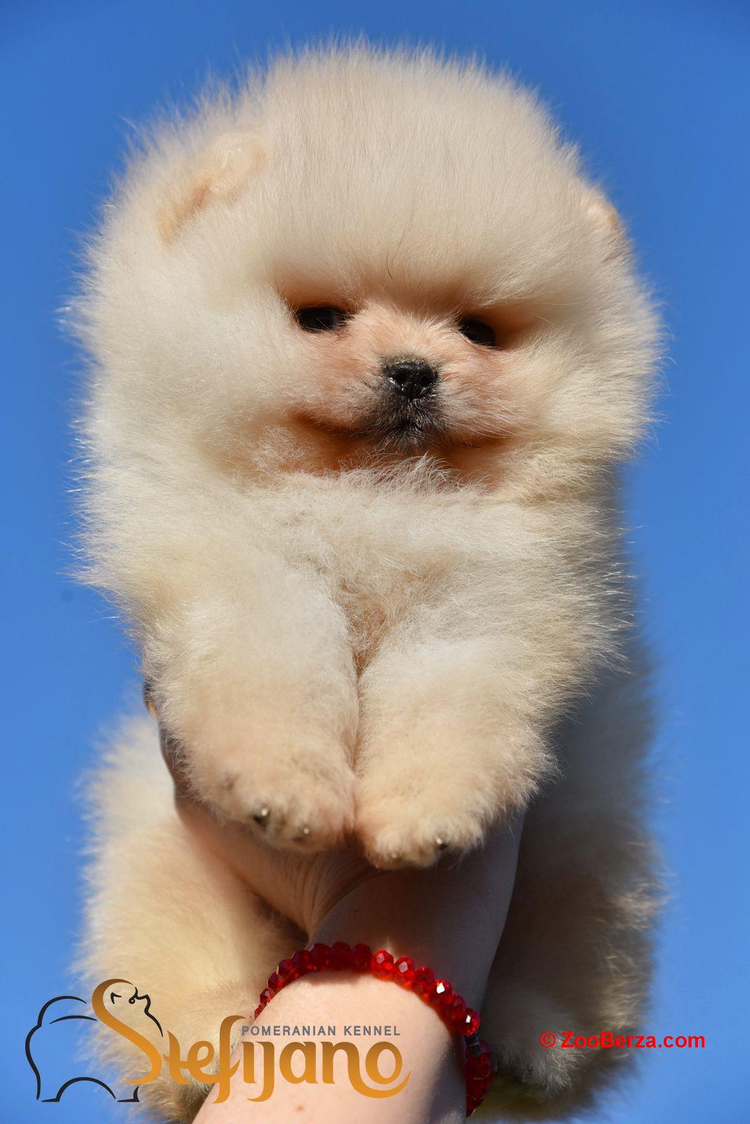 Pomeranac Boo štenci