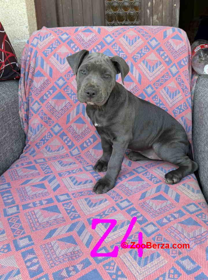 Pitbul Blue Nose stenci 