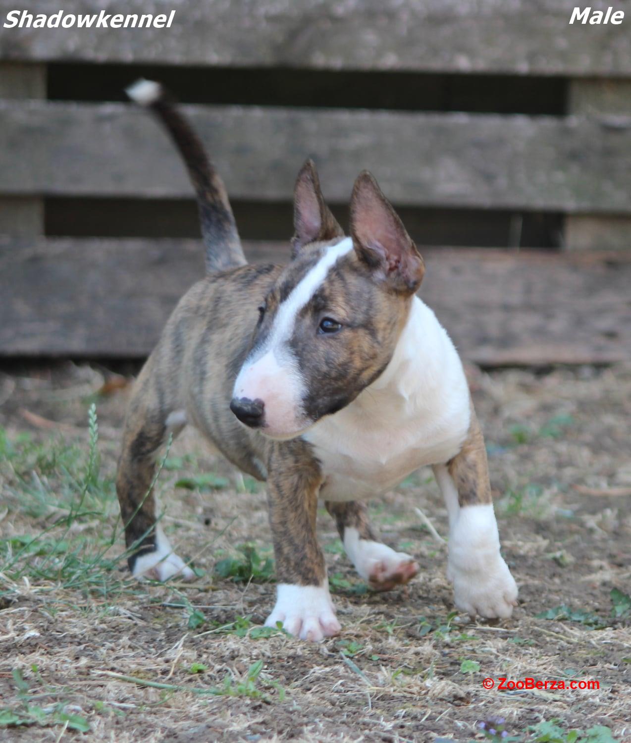 Mini Bull Terijer prelepi štenci