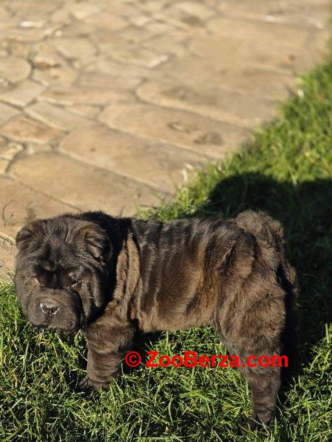 Šar Pej, čistokrvni štenci