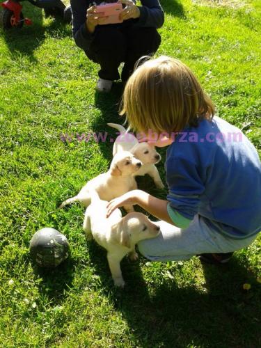 Stenci labradora na prodaju