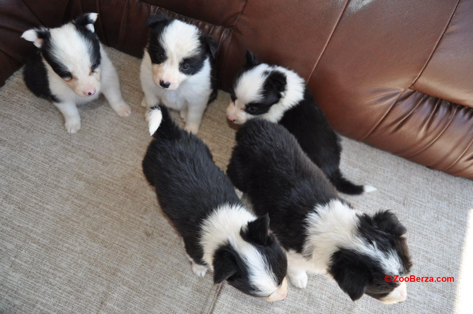 Border Collie štenci