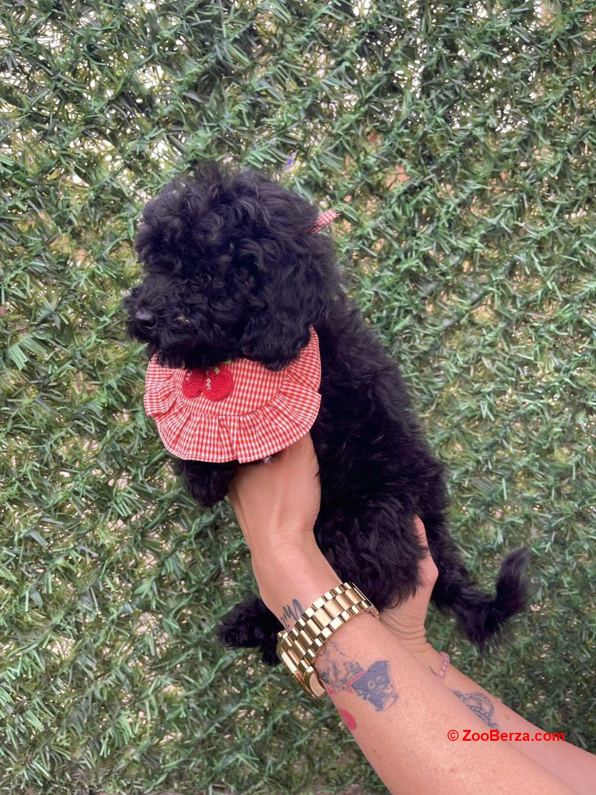 Toy i Mini Pudle stenci