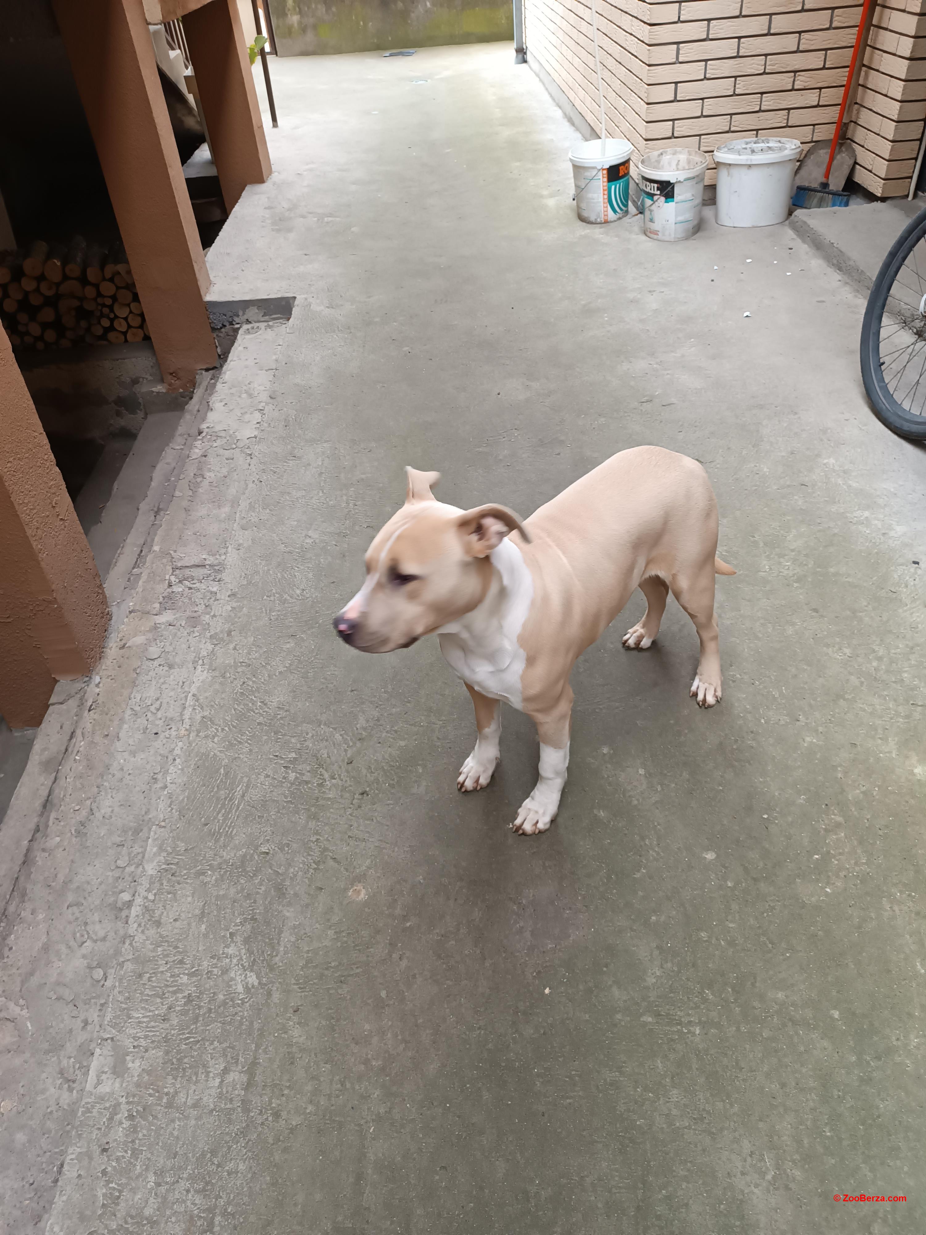 Američki Staford Terijer 