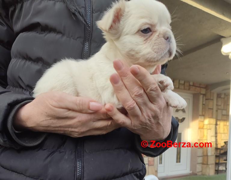 Francuski buldog štenci dugodlaki