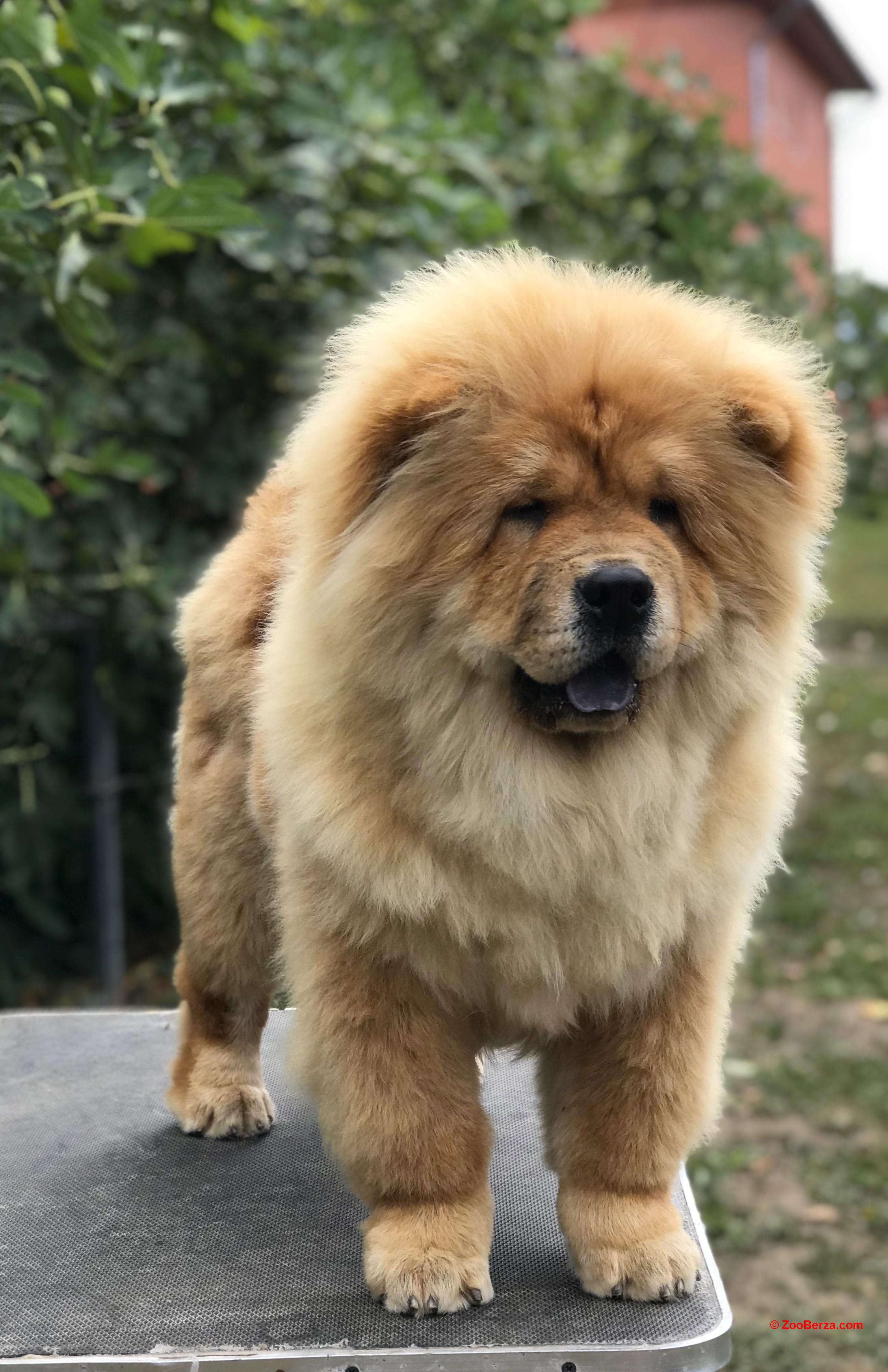 Chow Chow / Čau Čau štenci!