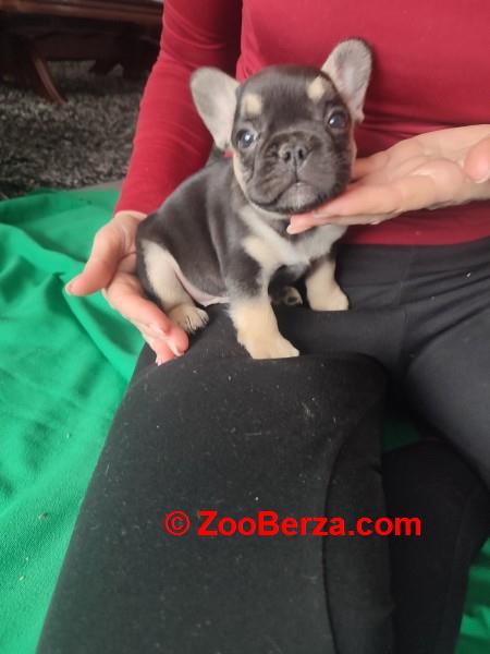 Francuski buldog štenci 
