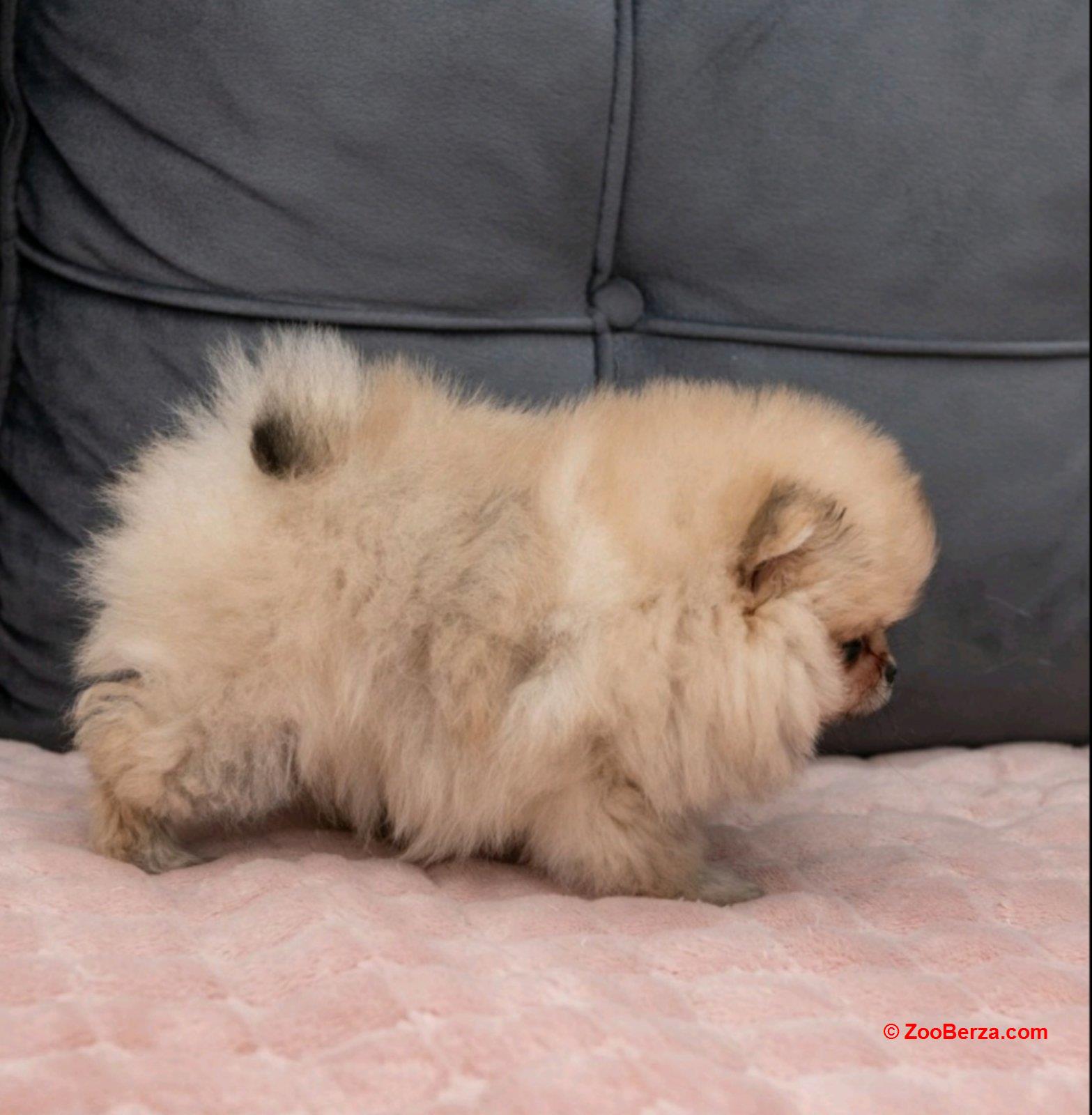 Pomeranac stenci na prodaju