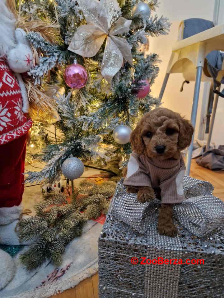 Preslatke malene toy pudle spremne za preuzimanje 