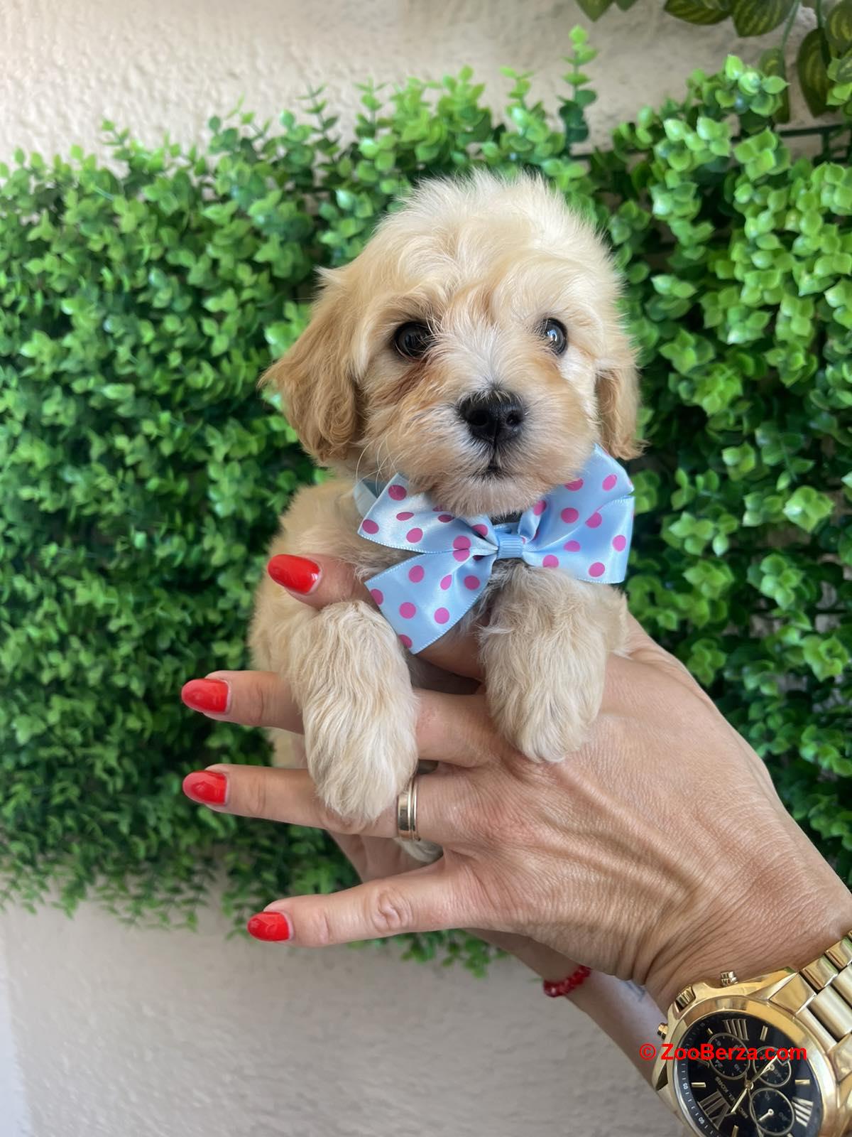 Maltipoo prelepi stenci
