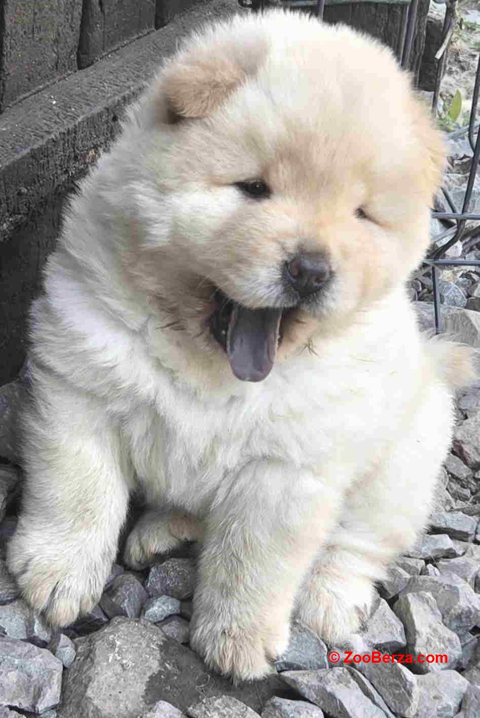 Chow chow prelepi krem stenci 