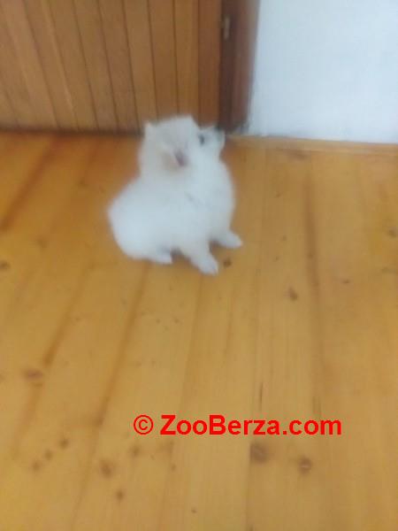 Pomeranski mini špic