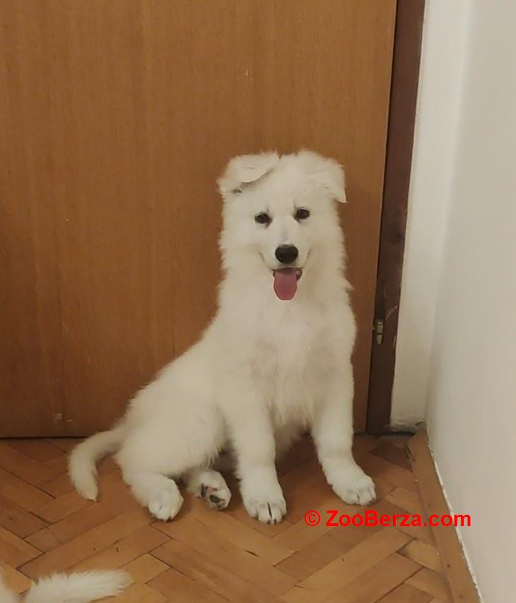 Beli švajcarski ovčar štenci