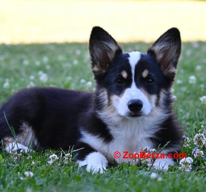 Velski korgi/Welsh Corgi Pembroke štenci