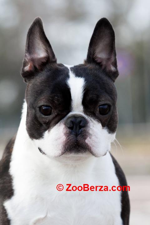 Boston terrier mužjak slobodan za parenje