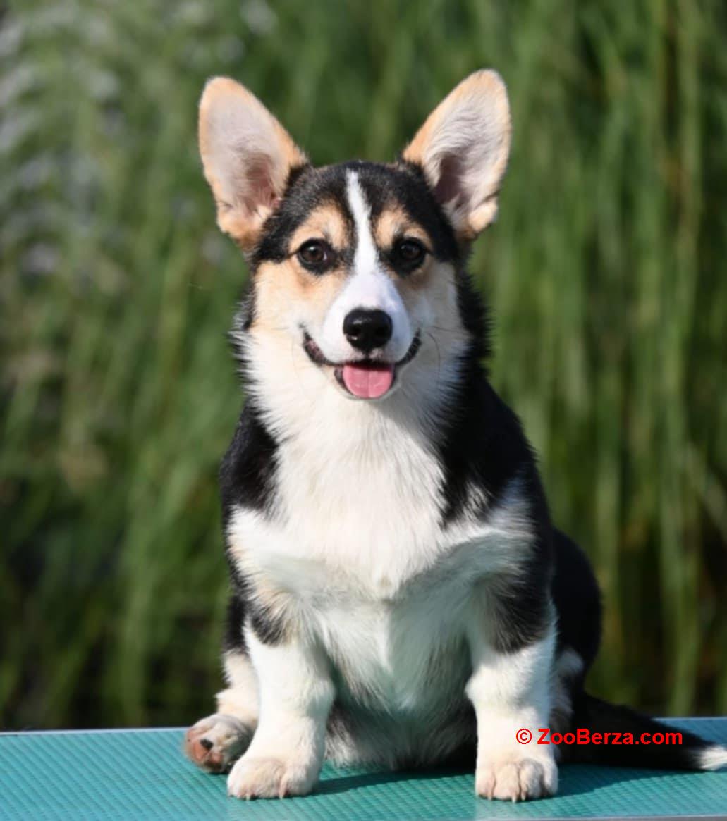 Velski korgi Welsh Corgi Pembroke