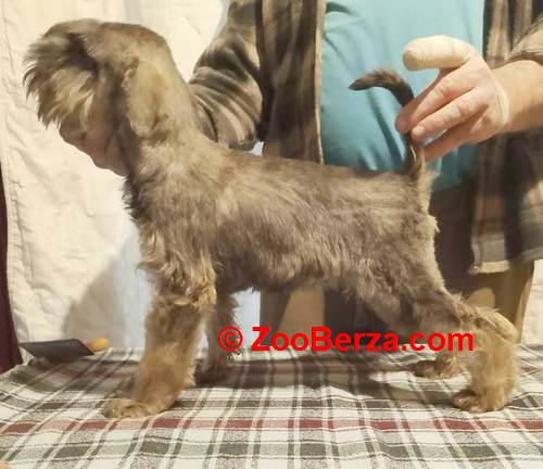 Štenci patuljastih šnaucera vrhunskih krvnih linija 