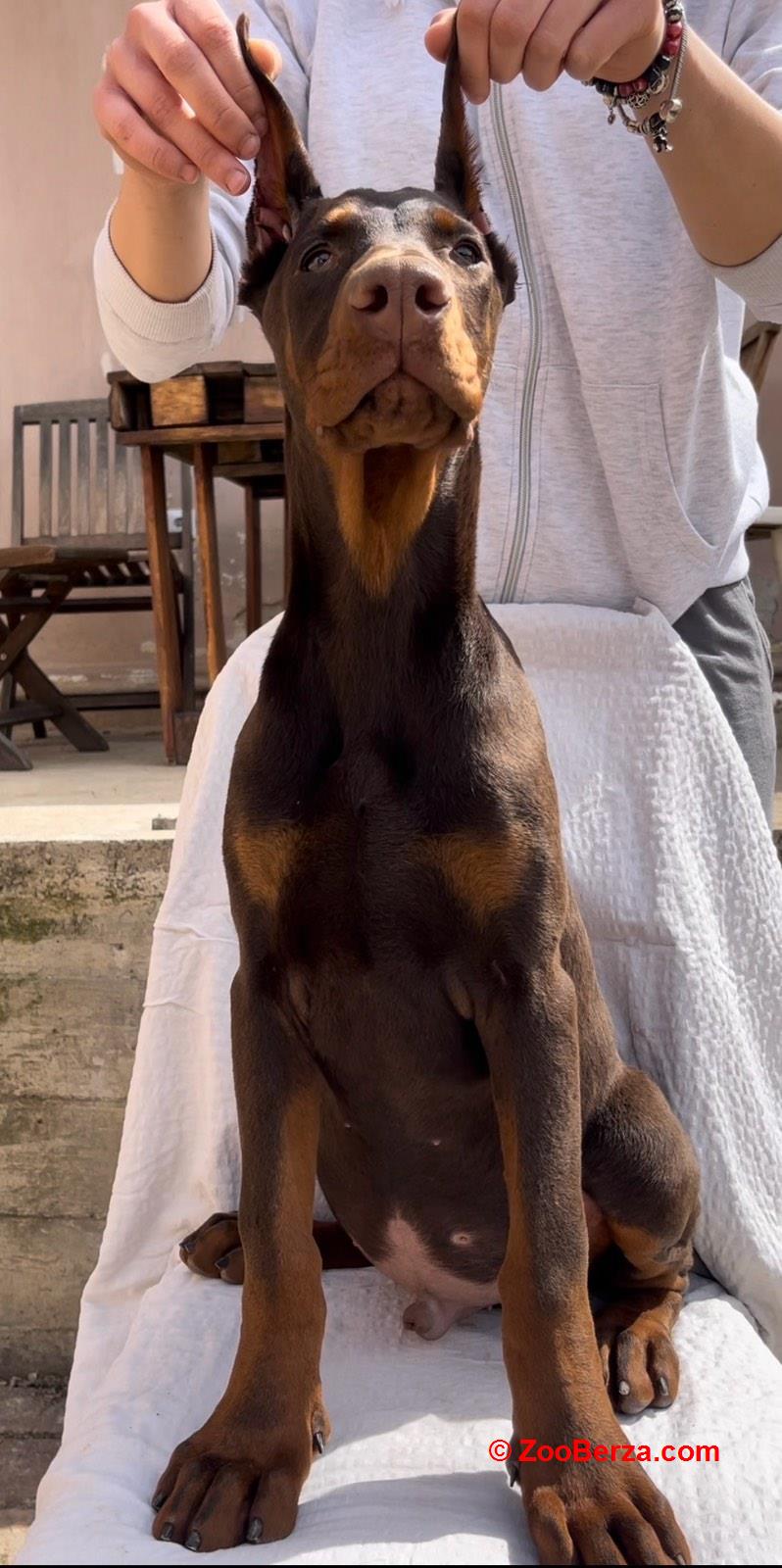 Doberman muško štene